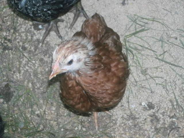 60457_chickens_027.jpg