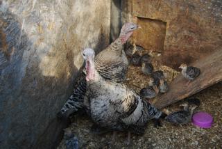 60464_more_turkey_babies.jpg