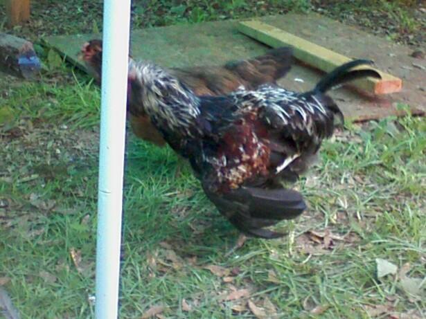 60495_roo.jpg