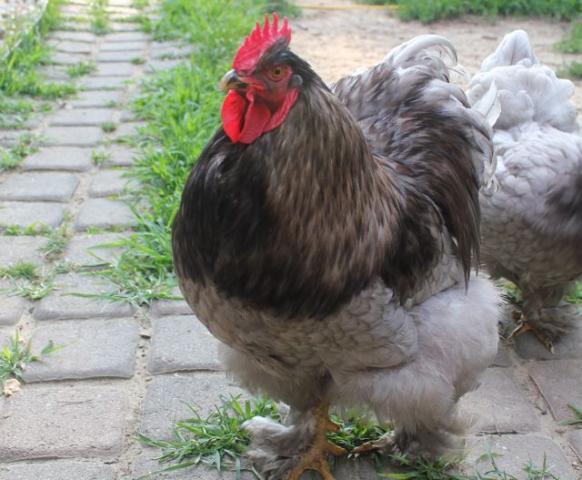 60508_chickens-0.jpg