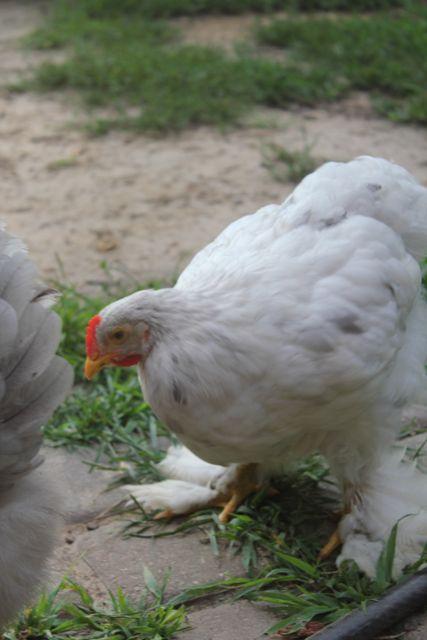 60508_chickens-2.jpg