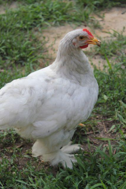 60508_chickens-3.jpg