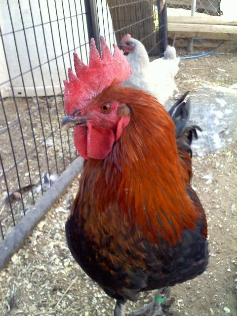 60523_20101001091346.jpg