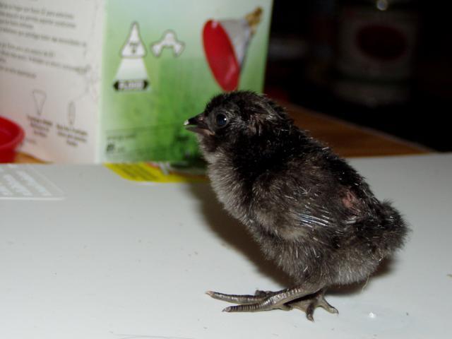 60551_pheasant_chick_001.jpg