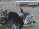 60560_turkey.jpg