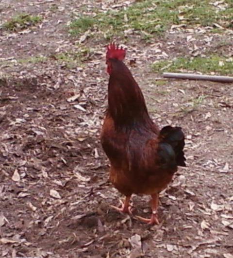 60634_rooster1.jpg