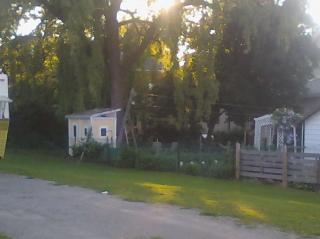 60638_neighbours_yard_coop.jpg