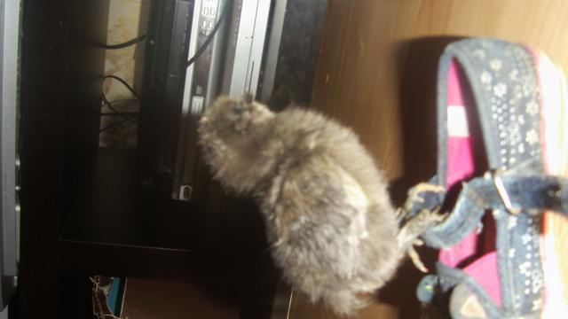 60647_baby_ducks_026.jpg