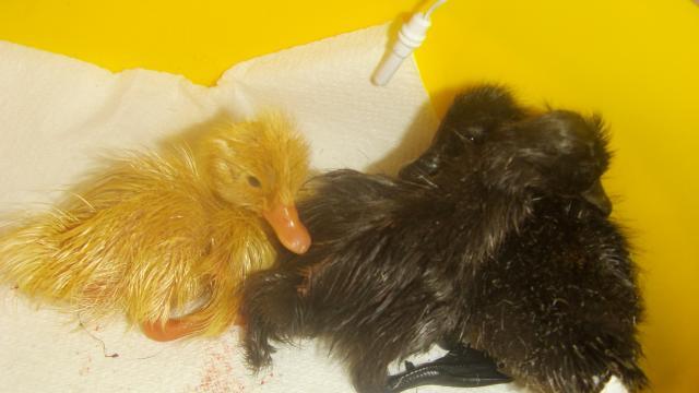 60647_duck_eggs_009.jpg