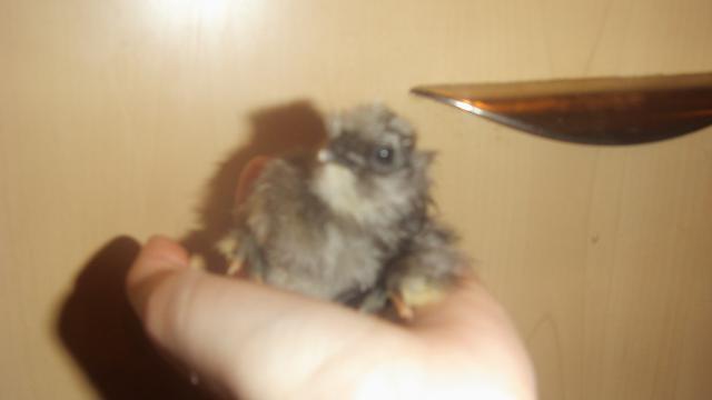 60647_nugget_018.jpg