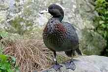 60651_220px-whio__blue_duck__at_staglands__akatarawa__new_zealand.jpg