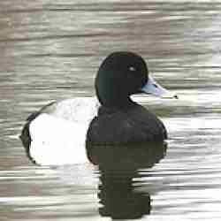 60651_greater_scaup_donna_dewhurstusfws.jpg