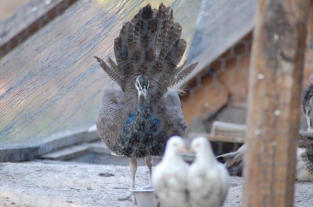 60665_leelees_party_and_peacock_002.jpg