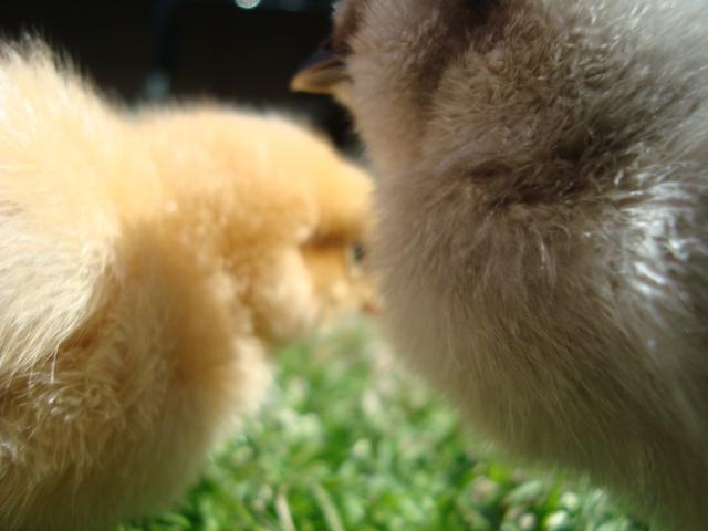 60685_dsc09537.jpg