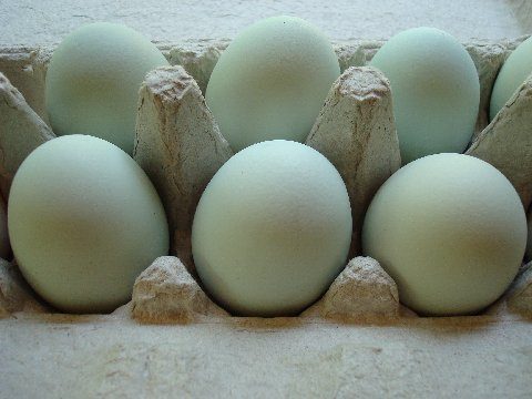 60685_ona_blue_green_eggs_east_texas_wellness_expo.jpg