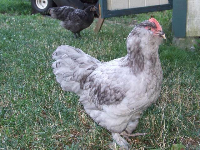 60687_blue_roo.jpg