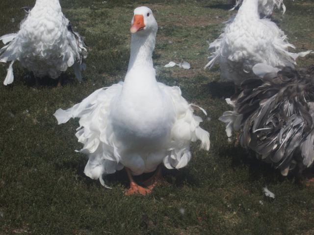 60705_geese_017.jpg