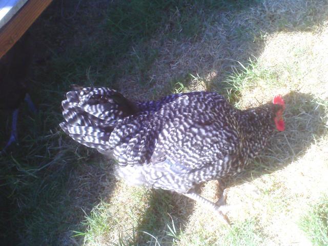 60708_chicken_coop_019.jpg