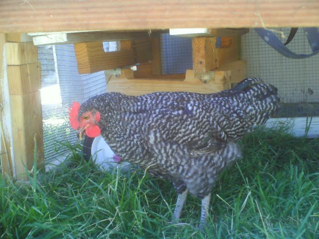 60708_chicken_coop_024.jpg