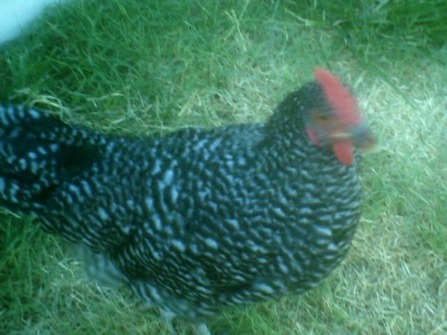 60708_chicken_coop_120.jpg
