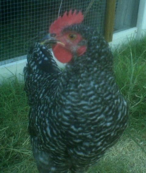 60708_chicken_coop_124.jpg