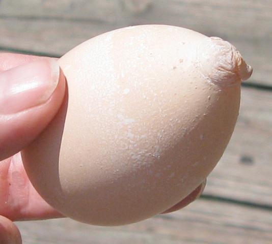 60714_egg.jpg