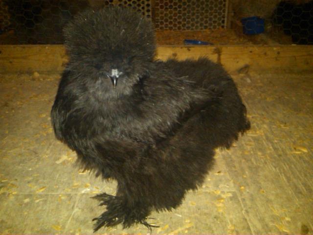 60743_black_pullet.jpg
