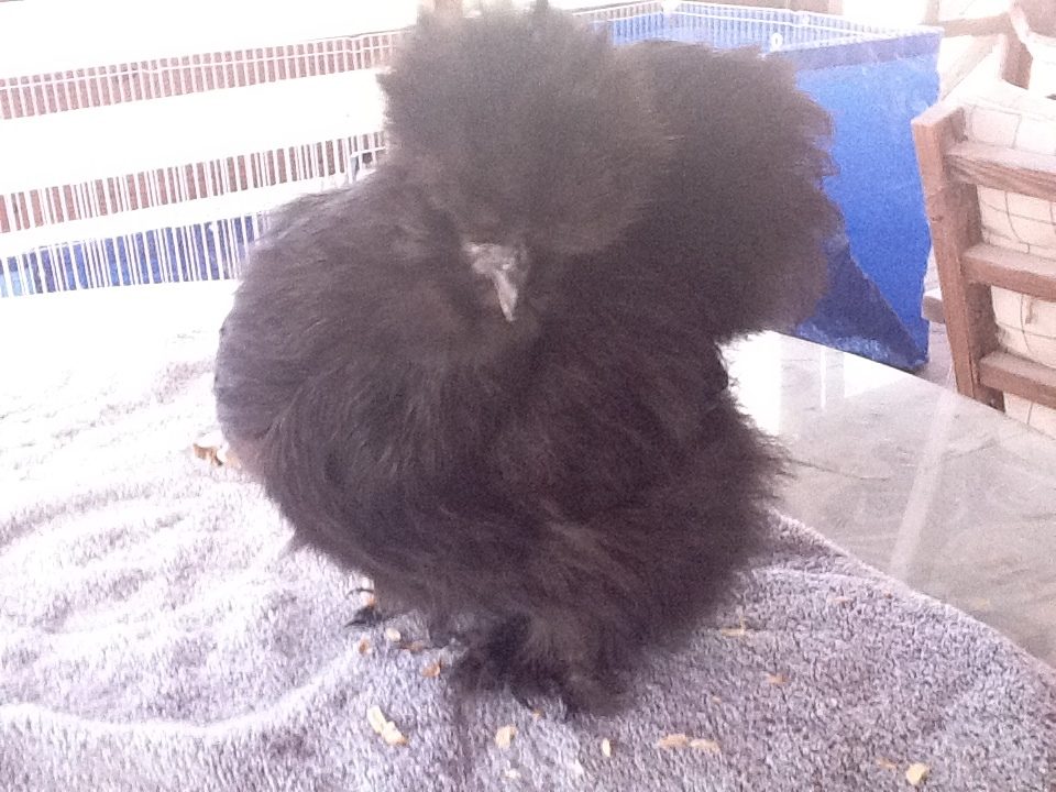 60743_black_pullet_-_4_121011.jpg