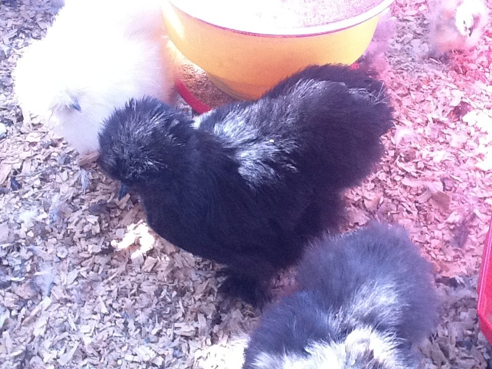 60743_black_pullet_-_5_121011.jpg