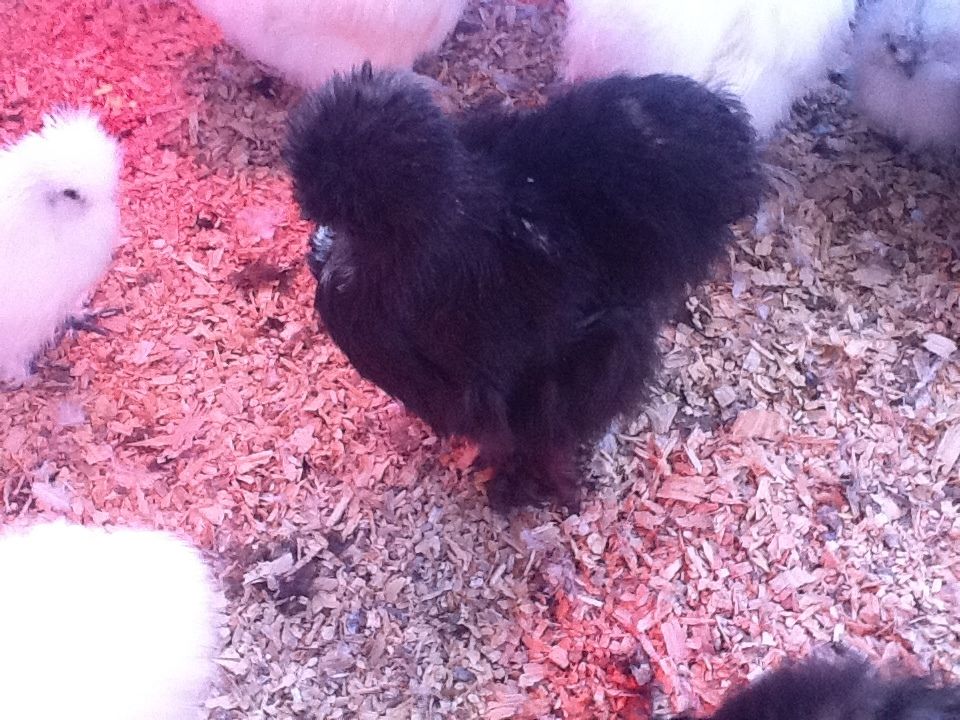 60743_black_pullet_-_6_121011.jpg