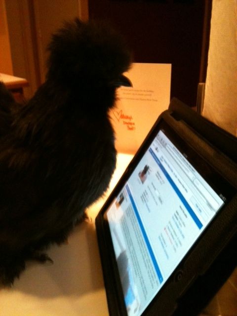 60743_black_pullet_ipad.jpg