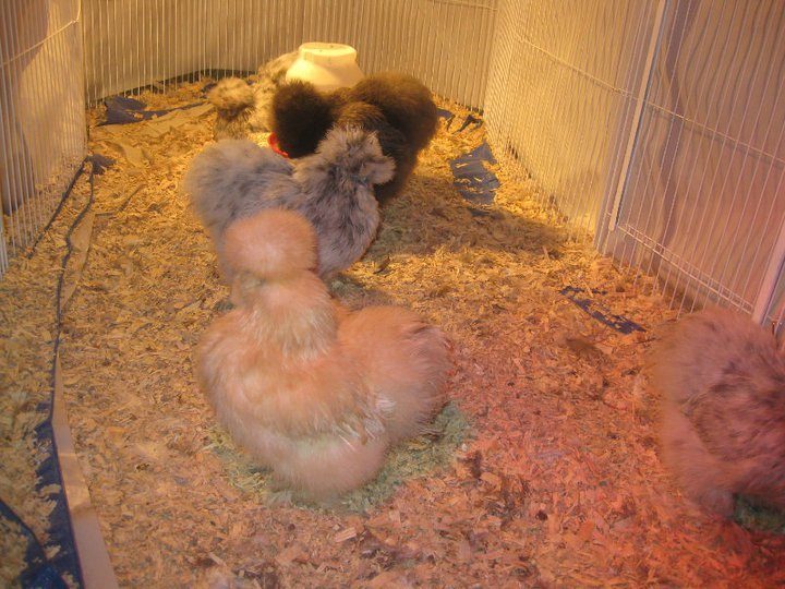 60743_buff_hen.jpg