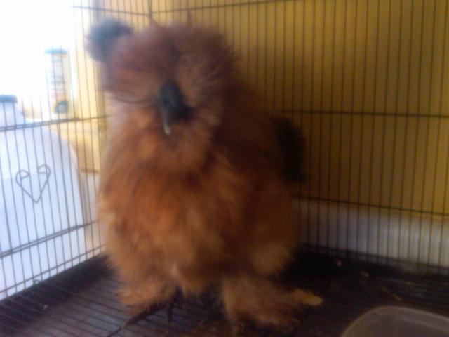 60743_dylansilkie.jpg