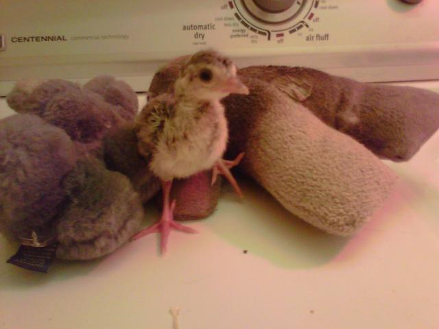 60743_peachick.jpg