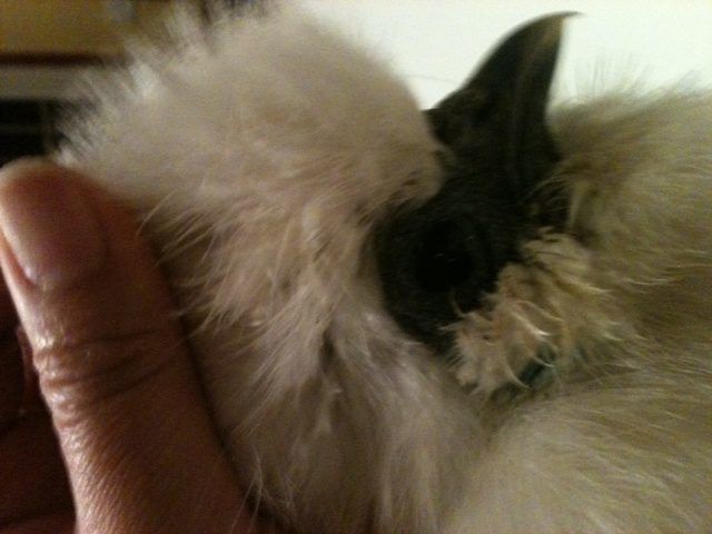 60743_white_pullet_eyes.jpg