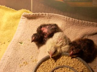 60789_calfs_chicks_003.jpg