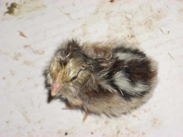 60789_chicks55_003.jpg