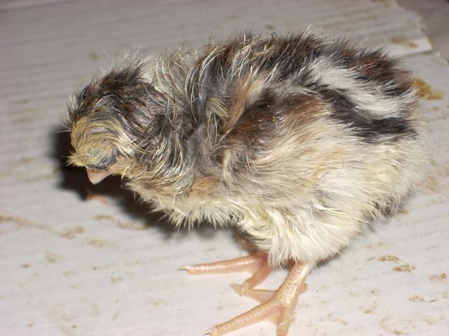 60789_chicks55_004.jpg