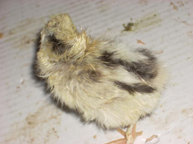 60789_chicks55_006.jpg