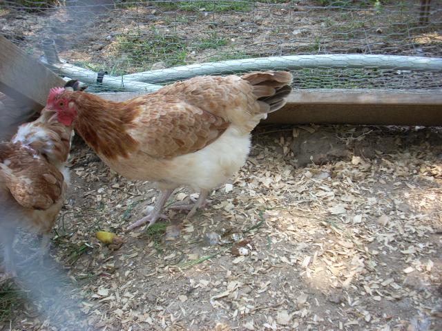60789_cows_and_chickens_095.jpg