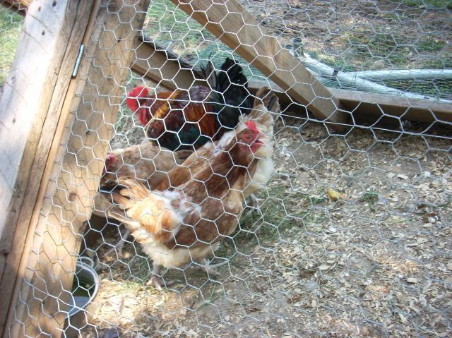 60789_cows_and_chickens_096.jpg