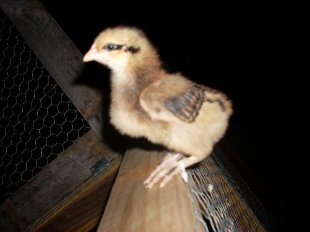 60789_cows_and_chickens_101.jpg