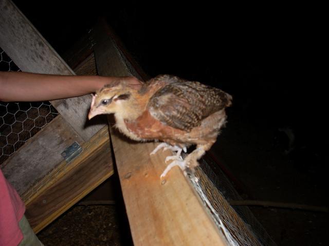 60789_cows_and_chickens_103.jpg