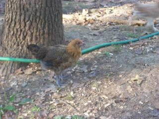60789_ducks_and_chickens_029.jpg