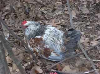 60789_eggschickens_004.jpg