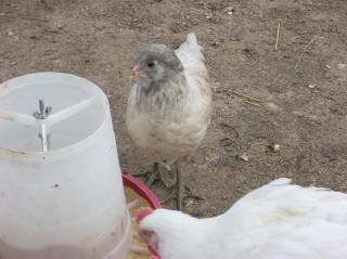60789_eggschickens_007.jpg
