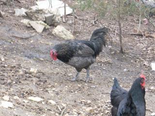 60789_marans_034.jpg
