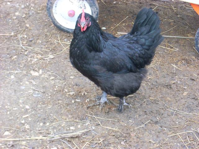 60789_marans_043.jpg