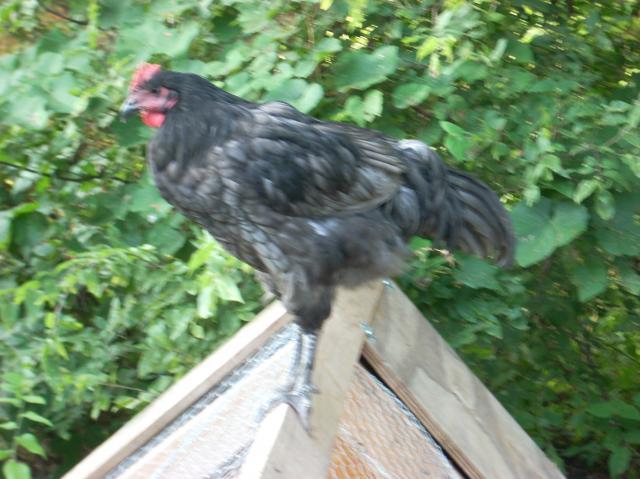 60789_marans_8_4_018.jpg