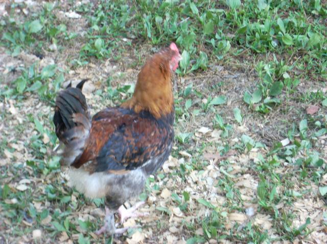 60789_marans_8_4_019.jpg